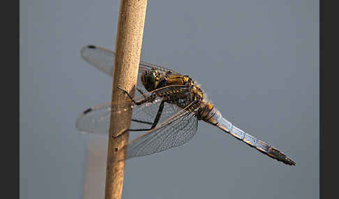 Großer Blaupfeil (Orthetrum cancellatum)