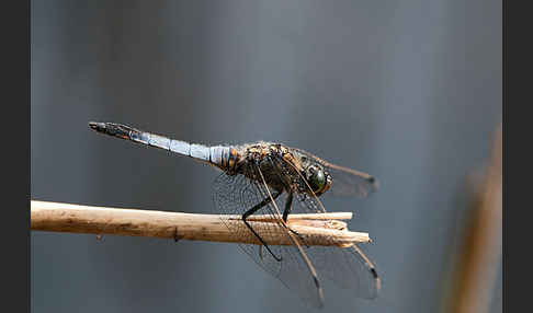 Großer Blaupfeil (Orthetrum cancellatum)