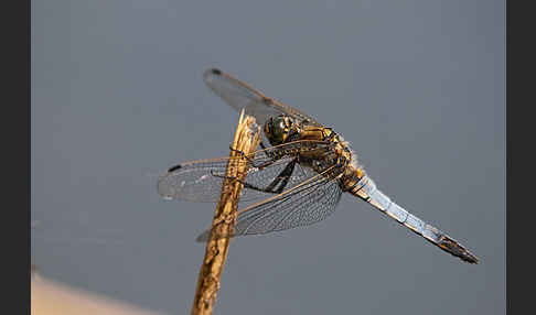 Großer Blaupfeil (Orthetrum cancellatum)