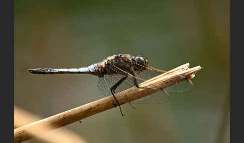 Großer Blaupfeil (Orthetrum cancellatum)