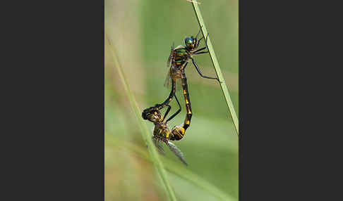 Gefleckte Smaragdlibelle (Somatochlora flavomaculata)