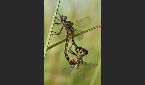 Gefleckte Smaragdlibelle (Somatochlora flavomaculata)