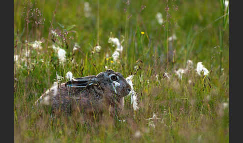 Feldhase (Lepus europaeus)