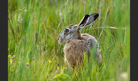 Feldhase (Lepus europaeus)