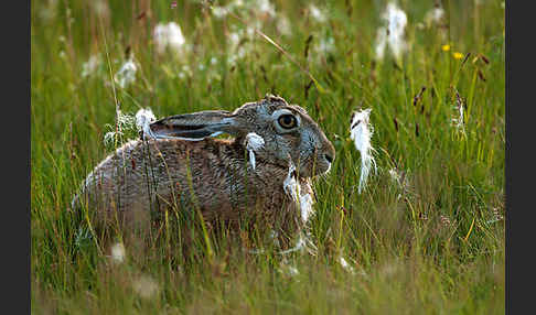 Feldhase (Lepus europaeus)