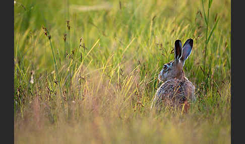 Feldhase (Lepus europaeus)