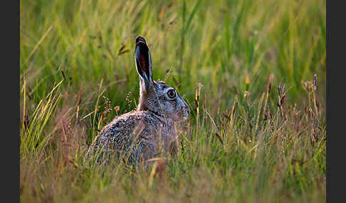 Feldhase (Lepus europaeus)