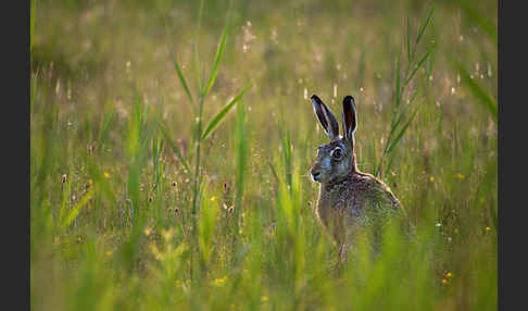 Feldhase (Lepus europaeus)