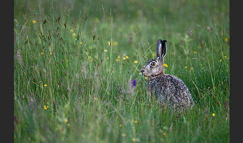 Feldhase (Lepus europaeus)