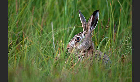 Feldhase (Lepus europaeus)