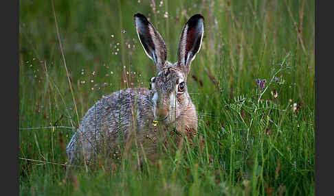 Feldhase (Lepus europaeus)