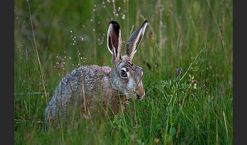 Feldhase (Lepus europaeus)