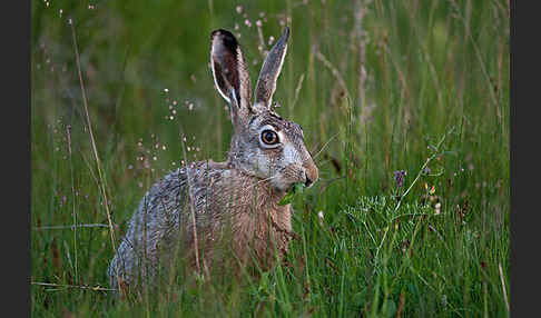 Feldhase (Lepus europaeus)