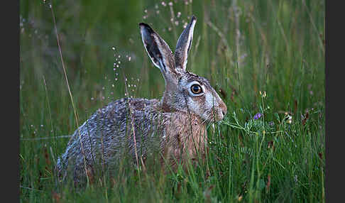 Feldhase (Lepus europaeus)