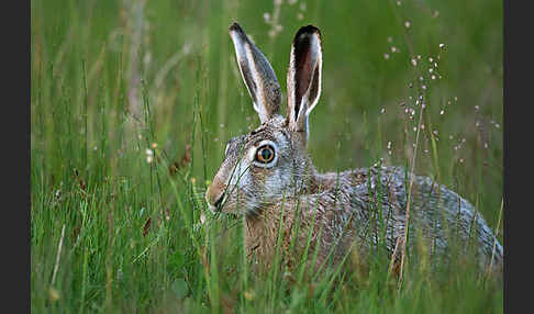 Feldhase (Lepus europaeus)