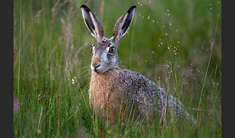 Feldhase (Lepus europaeus)