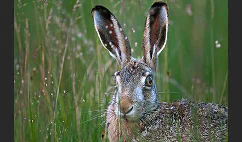 Feldhase (Lepus europaeus)