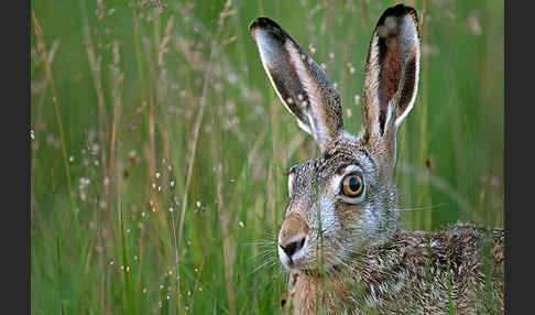 Feldhase (Lepus europaeus)