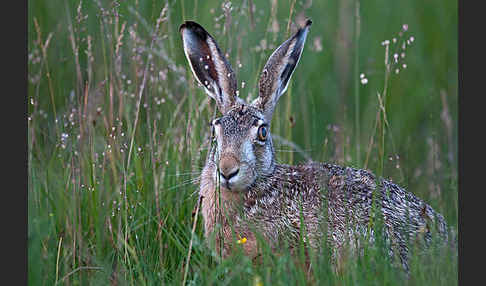 Feldhase (Lepus europaeus)