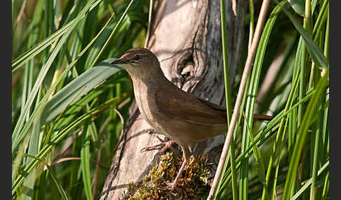 Rohrschwirl (Locustella luscinioides)