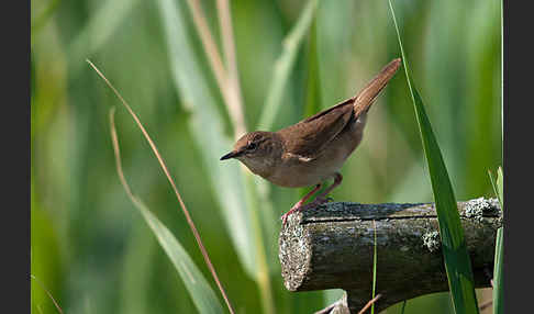 Rohrschwirl (Locustella luscinioides)