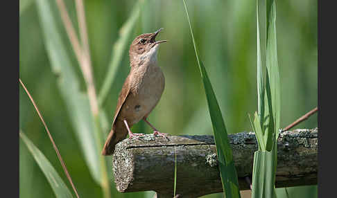 Rohrschwirl (Locustella luscinioides)