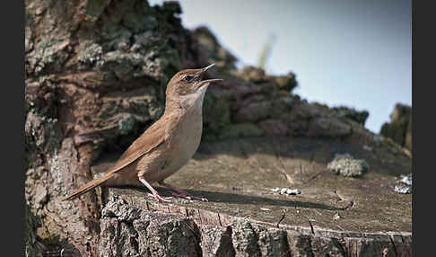 Rohrschwirl (Locustella luscinioides)