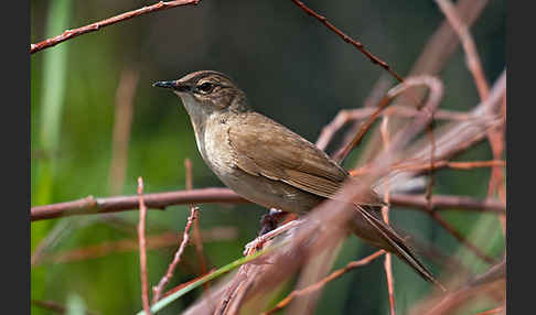 Rohrschwirl (Locustella luscinioides)