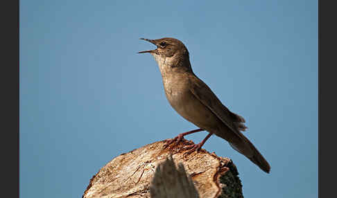 Rohrschwirl (Locustella luscinioides)