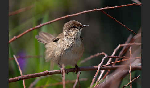 Rohrschwirl (Locustella luscinioides)