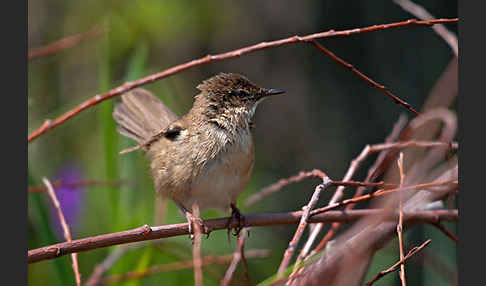 Rohrschwirl (Locustella luscinioides)