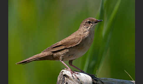 Rohrschwirl (Locustella luscinioides)