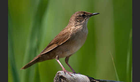 Rohrschwirl (Locustella luscinioides)