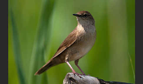 Rohrschwirl (Locustella luscinioides)