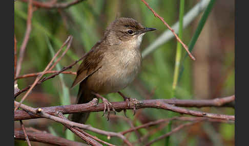 Rohrschwirl (Locustella luscinioides)