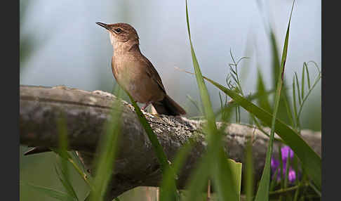 Rohrschwirl (Locustella luscinioides)