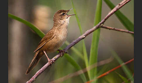 Rohrschwirl (Locustella luscinioides)