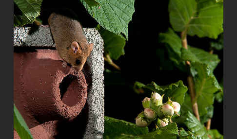 Haselmaus (Muscardinus avellanarius)