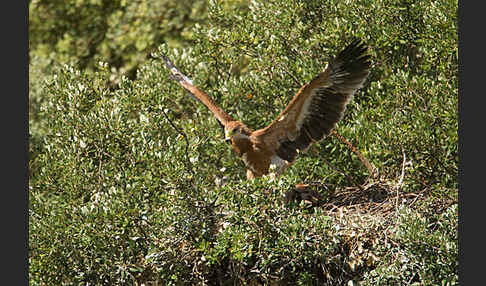 Spanischer Kaiseradler (Aquila adalberti)