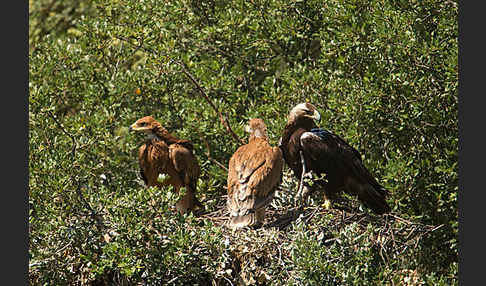 Spanischer Kaiseradler (Aquila adalberti)