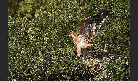 Spanischer Kaiseradler (Aquila adalberti)