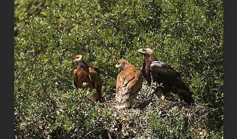 Spanischer Kaiseradler (Aquila adalberti)