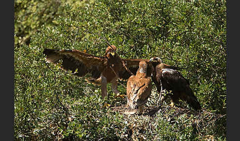 Spanischer Kaiseradler (Aquila adalberti)