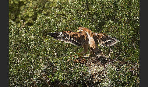 Spanischer Kaiseradler (Aquila adalberti)