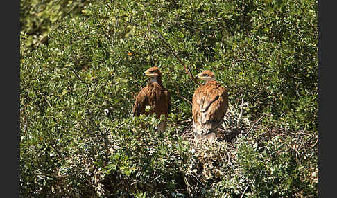 Spanischer Kaiseradler (Aquila adalberti)