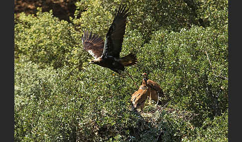 Spanischer Kaiseradler (Aquila adalberti)