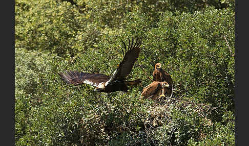 Spanischer Kaiseradler (Aquila adalberti)