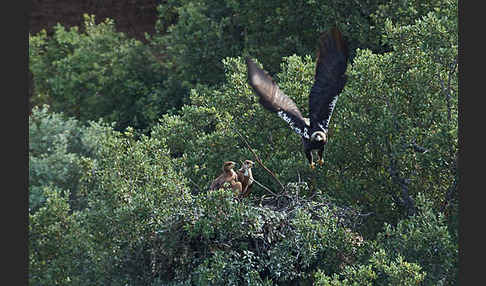 Spanischer Kaiseradler (Aquila adalberti)