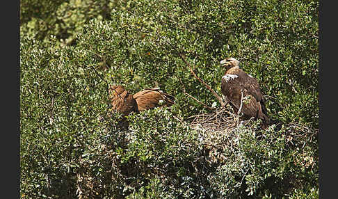 Spanischer Kaiseradler (Aquila adalberti)