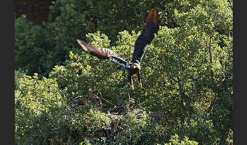 Spanischer Kaiseradler (Aquila adalberti)